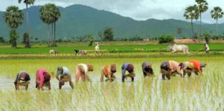 Paddy Sowing in Punjab Sachkahoon