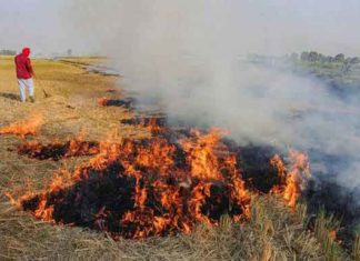 Paddy Residues Sachkahoon