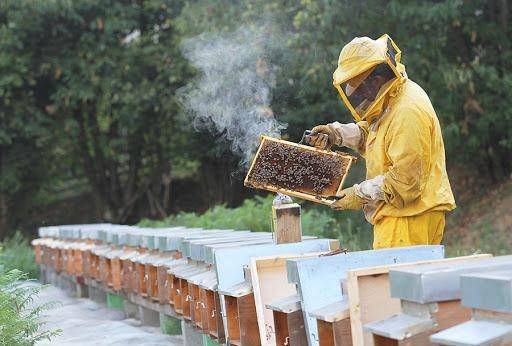 Beekeeping is Profitable