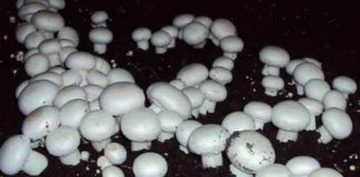 Mushroom Sachkahoon