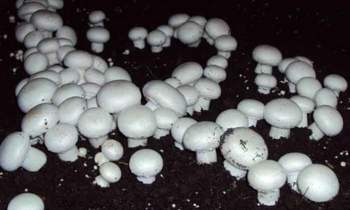 Mushroom Sachkahoon