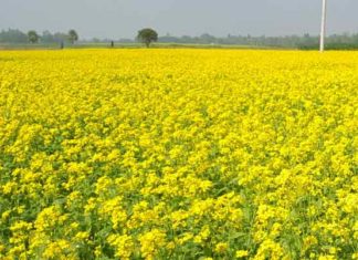 Mustard-Crop