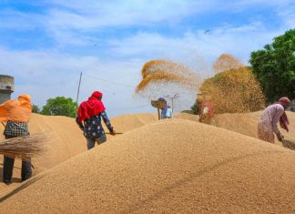 Wheat Procurement