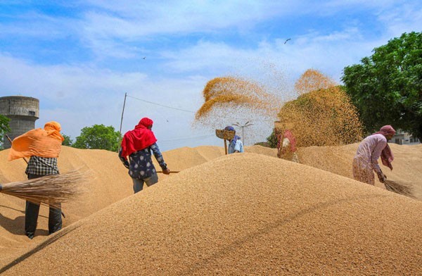 Wheat Procurement