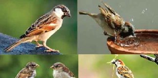 World Sparrow Day Sachkahoon