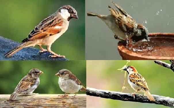 World Sparrow Day Sachkahoon