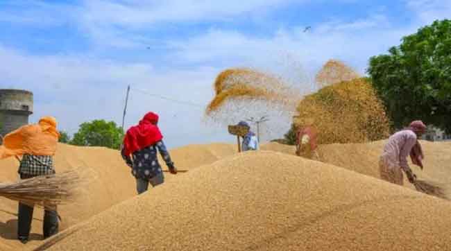 Ban on wheat Export Sachkahoon