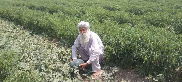 Modern Farming Sachkahoon