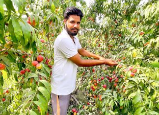 Peach Farming Sachkahoon