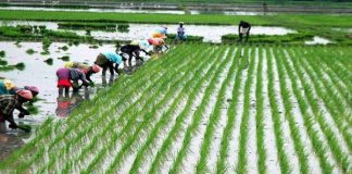 Paddy Planting