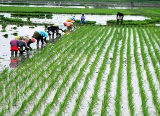 Paddy Planting