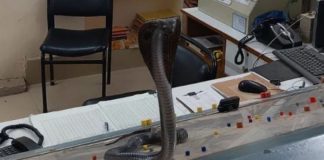 Cobra-Snake-696x396