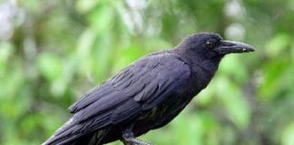 Crow