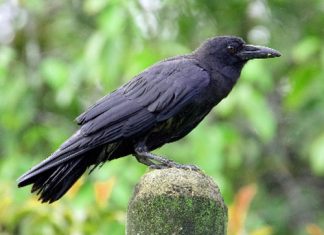 Crow