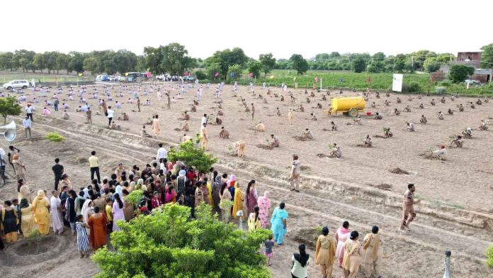 Tree-Plantation