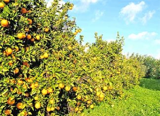 fruit trees