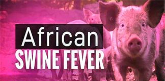 African swine fever