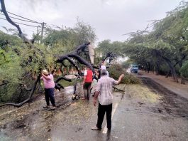 Tree Uprooted In Rains