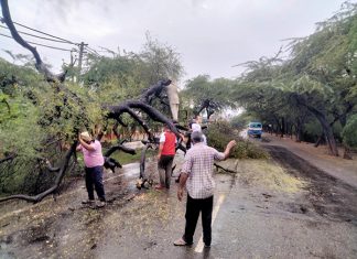 Tree Uprooted In Rains