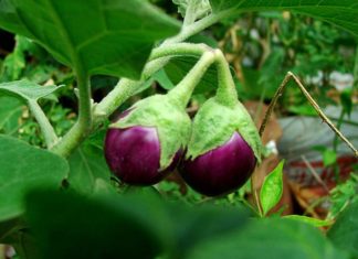 Brinjal