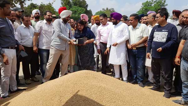 Rajpura Grain Market