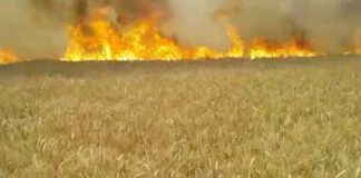 Wheat Caught Fire
