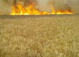Wheat Caught Fire