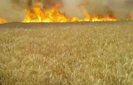 Wheat Caught Fire