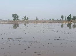 Whether Punjab