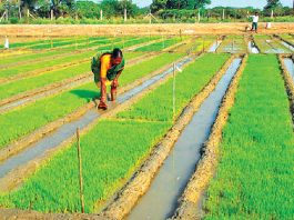 How to paddy cultivation