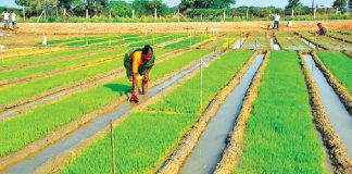 How to paddy cultivation