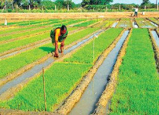 How to paddy cultivation