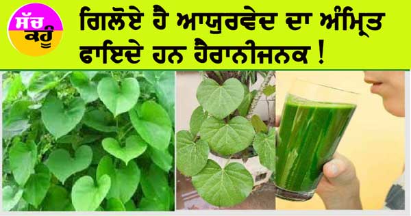 Health Benefits Of Giloy