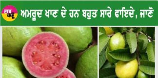 Health Benefits of Eating Guava