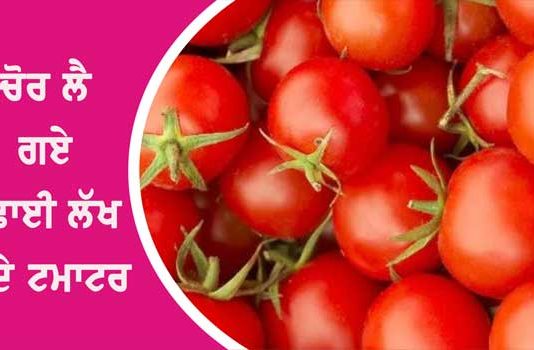 Tomatoes