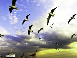 Sky