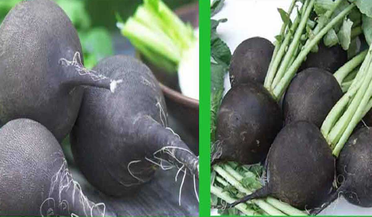 Black Radish