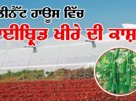 Cucumber in Polynet