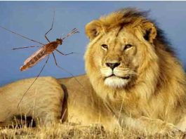 Lion and Mosquito