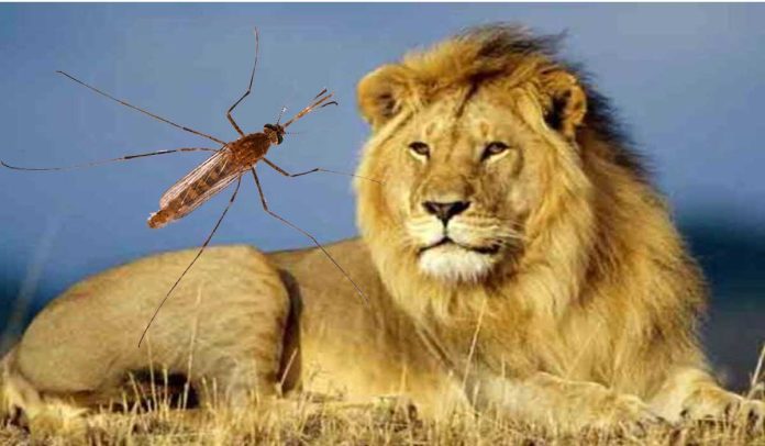Lion and Mosquito