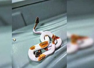 Pythons