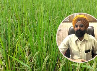 Rain Paddy Beneficial