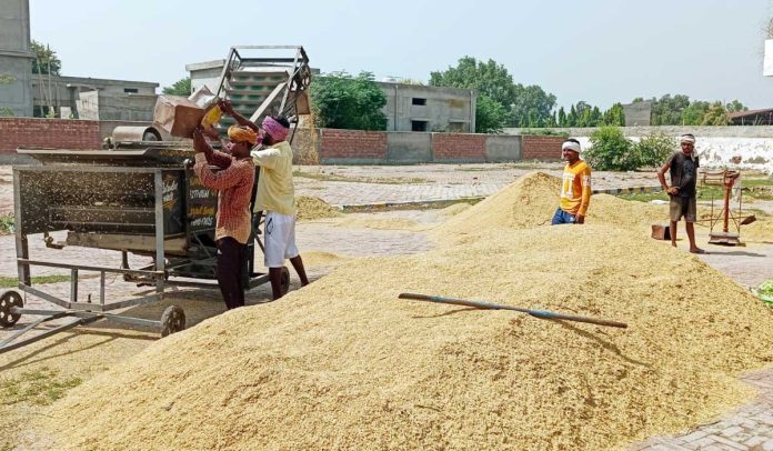 Basmati paddy