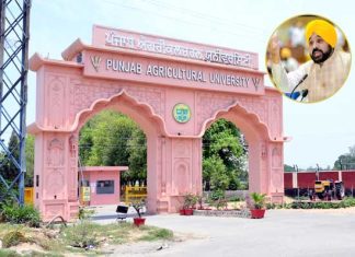 Punjab Agriculture University