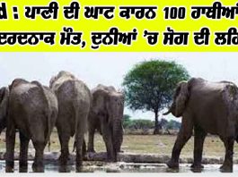 Elephant News