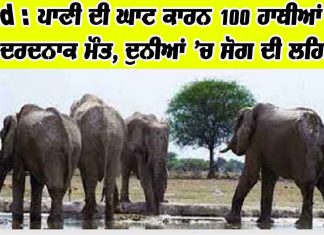 Elephant News