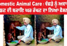 Domestic Animal Care