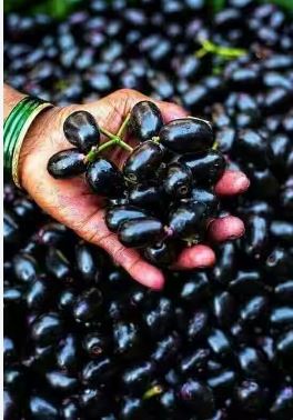 Jamun Recipes