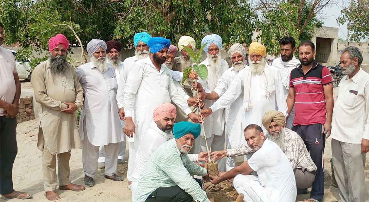 Tree Plantation