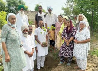 Tree Plantation